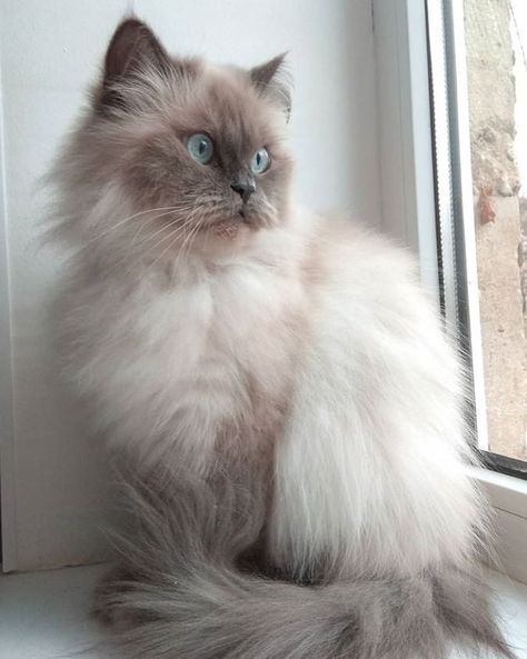 I have a pet cat (who looks almost exactly like the one in the photo) named Bebe. I got her when I was four and since then shes practically been my child :D. She is kind of a grumpy cat but is soft towards me, she was also a run so shes very small making her even cuter! Himalayan Ragdoll Cat, Hymilain Cat, Persian Himalayan Cat, Himalayan Cat Aesthetic, Hymalian Cats, Himalayan Cat Kitten, Cat Himalayan, Himalayan Persian, Himalayan Persian Cats