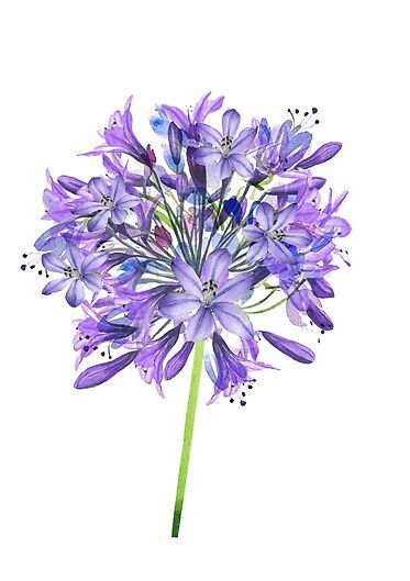 Illustration of blossoming agapanthus also know as Lily of the Nile. Lily Of The Nile Flower, Lily Of The Nile, Agapanthus Africanus, Leaves Watercolor, Hummingbird Tattoo, Botanical Poster, The Nile, In Full Bloom, Flower Drawing