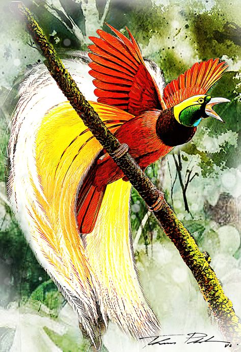 Neo Art Mixed Media, Water Color Art. 05-21-2021 The greater bird-of-paradise Cendrawasih Art, Bird Of Paradise Drawing, Bird Of Paradise Bird, Melanesian People, Block Quilting Designs, Tattoos Birds, Birds Drawings, Greater Bird Of Paradise, Bird Of Paradise Tattoo