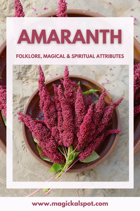 Explore the eternal beauty of 🌺 Amaranth in 'Folklore, Magical & Spiritual Attributes.' Discover this ancient grain's symbolism of immortality, its use in love spells, and healing properties. 💖✨ Perfect for kitchen witches and spiritual seekers, learn how Amaranth's vibrant blooms and resilient nature can enhance your magical practices and connect you to the divine. Embrace the timeless spirit of Amaranth. 🍃🔮 Herb Preservation, Cleansing Spells, Amaranth Recipes, Amaranth Grain, Kitchen Witches, Amaranth Flower, Recipes By Ingredients, Magic Energy, Witchy Garden