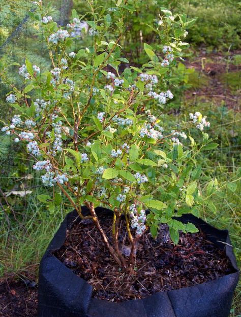 container gardening picture of blueberries in a Smart Pot Blueberries In Containers, Grow Blueberries, Growing Blueberries, Blueberry Plant, Container Vegetables, Blueberry Bushes, Garden Veggies, Container Gardening Vegetables, Growing Fruit