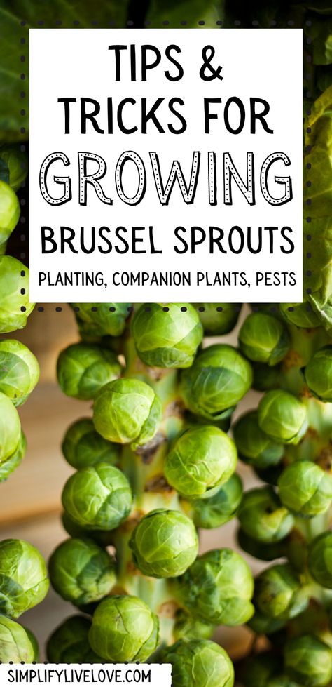 Gardening Brussel Sprouts, Growing Brussel Sprouts Gardens, How To Plant Brussel Sprouts, Brussel Sprouts Garden, Companion Planting Brussel Sprouts, How To Harvest Brussel Sprouts, Brussel Sprout Garden, How To Grow Brussel Sprouts Plants, When To Harvest Brussel Sprouts