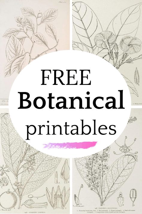 Decorating With Botanical Prints, Floral Botanical Prints, Botanical Printables Free, Printable Botanical Prints Free, Diy Botanical Prints, Free Printable Botanical Wall Art, Modern Botanical Illustration, Botanical Pictures Wall Art, Free Vintage Botanical Printables