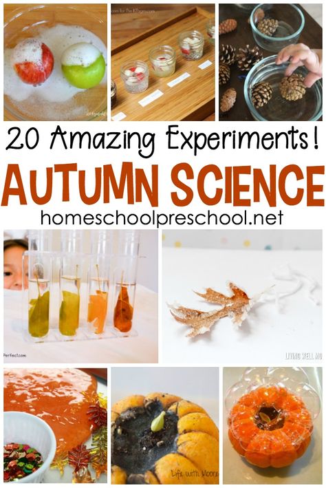 Pumpkins, apples, leaves, pine cones, and more! Come discover twenty engaging fall fun science experiments for preschoolers! #homeschoolprek #prekscience #funscienceexperiments #fallscience #autumnscience #preschoolscience #prekscience Fall Science Area Preschool, Autumn Painting For Toddlers, Fun Fall Homeschool Ideas, Phenomenon Science, Kindergarten Fall Science Activities, Homeschooling Science, Fall Homeschool Kindergarten, Fall Science Projects For Preschool, Fall Homeschool Ideas