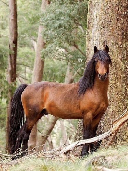 Brumby Horse, The Woods, Bay Horse, Most Beautiful Horses, Most Beautiful Animals, Majestic Horse, Brown Horse, All The Pretty Horses, Horse Crazy