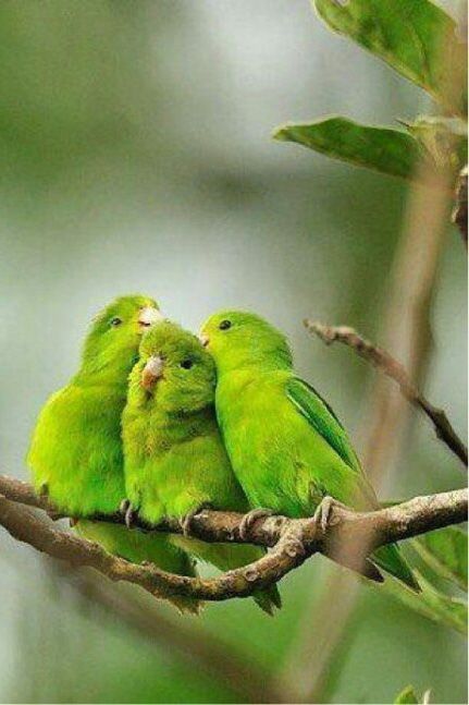 Interesting Birds, Green Birds, All Birds, Exotic Birds, Pretty Birds, Colorful Birds, Cute Birds, Hummingbirds, Bird Feathers