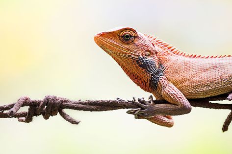 Oriental Garden Lizard, #Oriental, #Lizard, #Garden Garden Lizard, Lizard Garden, Public Domain Images, Free Pictures, Free Photo, Free Photos, Stock Images Free, Stock Images, Music