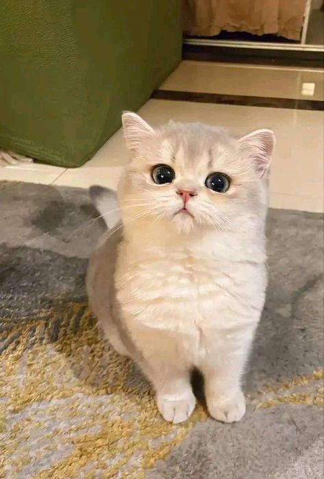 Gato Munchkin, British Short Hair, Munchkin Cat, Image Chat, Cute Little Kittens, Cute Cats Photos, Cat Aesthetic, Funny Cute Cats