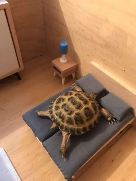 Tortoise Reference, Tortoise Outfit, Turtle Pet Tanks, Tortoise Cage, Tortoise Table, Cute Tortoise, Tortoise House, Tortoise Enclosure, Tortoise Habitat