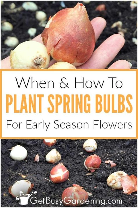 Growing Tulips Outdoors, Peony Bulbs Planting, Planting Bulbs In Containers, Tulip Planting Ideas Front Yards, Planting Tulips Landscaping, When To Plant Flowers For Spring, Planting Tulips In Pots, Bulb Flowers Garden, When To Plant Flower Bulbs