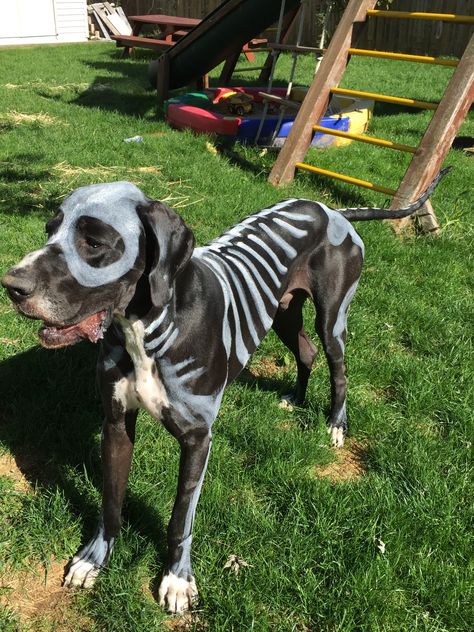 GOLIATH - Great Dane- Halloween costume- skeleton face paint Great Dane Halloween Costumes, Great Dane Costume, Great Dane Halloween, Dog Skeleton Costume, Halloween Costumes For Pets, Puppy Halloween Costumes, Skeleton Face Paint, Dogs Costumes, Dog Skeleton Halloween