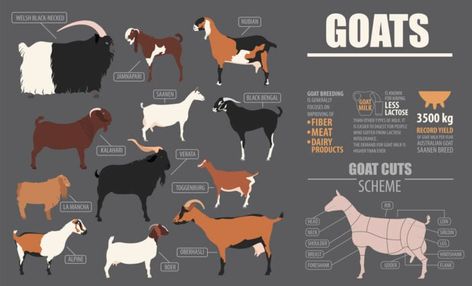 Graphic with illustrations of different goat breeds Anglo Nubian Goats, Meat Goats, Kiko Goats, Types Of Goats, Goat Breeds, Alpine Goats, Nubian Goat, Ground Beef Pasta, Boer Goats