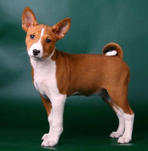 The Basenji dog is the only dog that is not able to bark. Basenji Puppy, Tatoo Dog, Basenji Dogs, Dogs Stuff, Dogs Breeds, Central Africa, About Dogs, Hunting Dog, Yorkshire Terrier Puppies