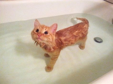 “Why are you looking at me like that? I’m just a cat trying to enjoy a nice little swim.” | 17 Cats Who Actually Love Being In The Water Funny Cats In Water, Söt Katt, Appaloosa, Here Kitty Kitty, Quarter Horse, Orange Cat, I Love Cats, Kitty Kitty, Cute Creatures