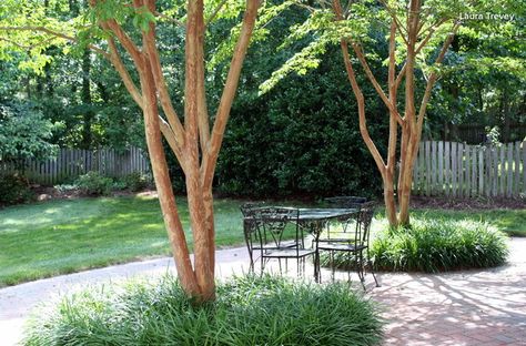 http://www.houzz.com/ideabooks/3798249/list/5-best-behaved-trees-to-grace-a-patio Trees For Backyard, Deck Around Trees, Best Shade Trees, Shade Landscaping, Patio Trees, Backyard Trees, Myrtle Tree, Backyard Shade, Patio Shade