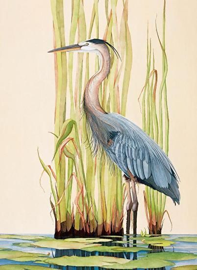 Great Blue Heron by Gene Rizzo Sand Hill Cranes Painting, Tropical Fish Art, Sandhill Crane, Heron Art, Roseate Spoonbill, Great Blue Heron, Quilt Art, 수채화 그림, Blue Heron