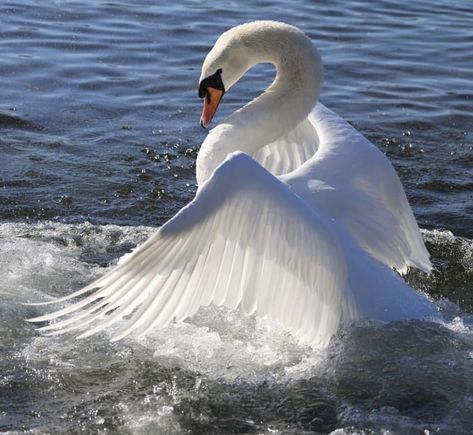 Swan Reference, Swans Aesthetic, White Swan Aesthetic, Swan Photo, Bird Icon, Swan Aesthetic, Swan Photography, Swan Wings, Swan Pictures