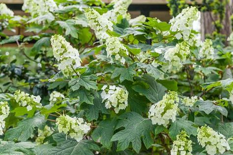 Oak Leaf Hydrangea, Hydrangea Arborescens Annabelle, Lily Turf, Hydrangea Serrata, Types Of Hydrangeas, Bigleaf Hydrangea, Smooth Hydrangea, Shade Tolerant Plants, Hydrangea Arborescens