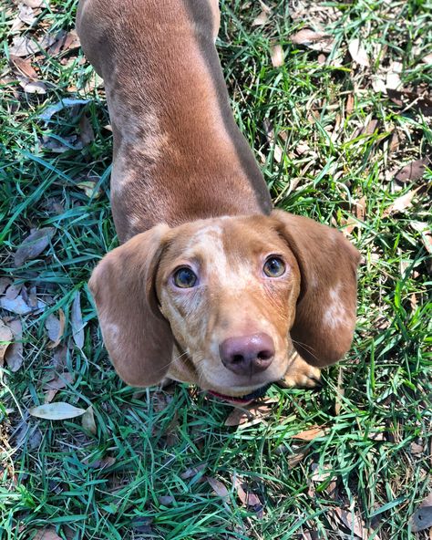 Red dapple Dachshund Red Dapple Dachshund, Dachshund Dapple, Best Apartment Dogs, Dapple Dachshund Puppy, Dachshund Breed, Brown Dachshund, Clever Dog, Miniature Dachshunds, Dapple Dachshund