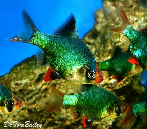 Green tiger Barb Green Tiger Barb, Tiger Barb Fish, Community Aquarium, Mosquito Plants, Fish Tank Design, Tropical Fish Tanks, Tropical Freshwater Fish, Fresh Water Fish Tank, Freshwater Aquarium Fish