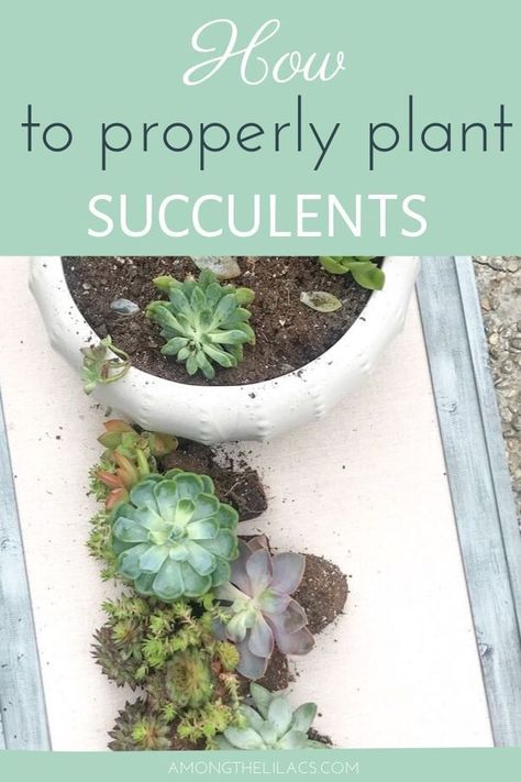 How To Plant Succulents Outdoors, How To Plant A Succulent, Ideas For Planting Succulents, Succulent Planting, Plant Succulents, What To Plant Succulents In, Succulent Planting Ideas, Plant Succulents In Containers, Potting Succulents Indoor