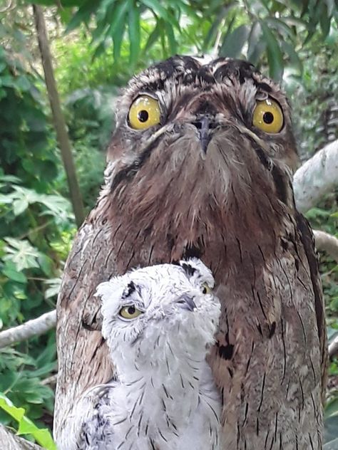 Adorable mother & chick Northern #potoo (Nyctibius jamaicensis jamaicensis) 📸 Brazsie Burke 📍Time & Patience #Lindstead 🇯🇲 #endemic #Jamaican race. Locally called #Patoo the same is used to describe owls. Potoo is not an owl but is a nocturnal insectivore, they use their large mouths to gulp flying beetles, roaches & moths in mid-air. They roost during the day staying still camouflaged in trees. They lay their single egg on large branches and the chick is a white fluffy puffball #wildjamaica Patoo Birds, Potoo Birds, Scary Owl, Weird Birds, Funny Birds, Sweet Animals, Wild Birds, Animal Photo, Animal Memes