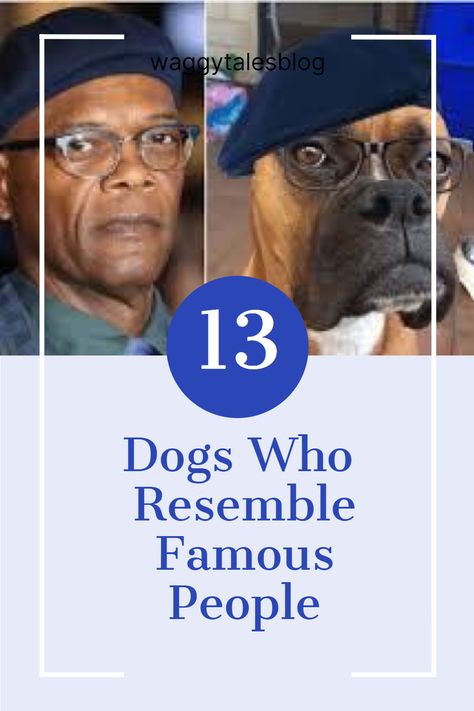 Get ready for a double-take! These 13 dogs look so much like famous people, it's almost impossible to tell who's who. Check out these hilarious and adorable celebrity doppelgangers, and you won't believe your eyes! #Dogs #CelebrityLookalikes Cheeky Grin, All Breeds Of Dogs, Baby Spice, Paul Hollywood, Famous Person, Schnauzer Puppy, Who's Who, Swinging Sixties, Identical Twins