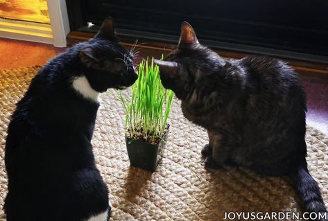 How To Grow Cat Grass Without Dirt, Indoor Grass For Cats, Ponytail Palm Care, Cats In Plants, Cat Plants Aesthetic, African Violet Care, Phalaenopsis Orchid Care, Plants And Cats Aesthetic, Christmas Cactus Care