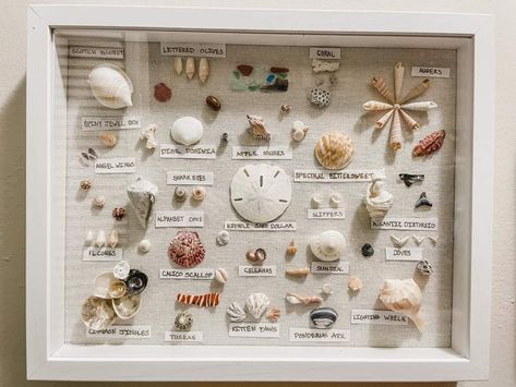 Seashell Shadow Boxes, Seashell Display, Seashell Art Diy, Shell Display, Seashell Projects, Shells Diy, Shell Crafts Diy, Sea Crafts, Shell Collection