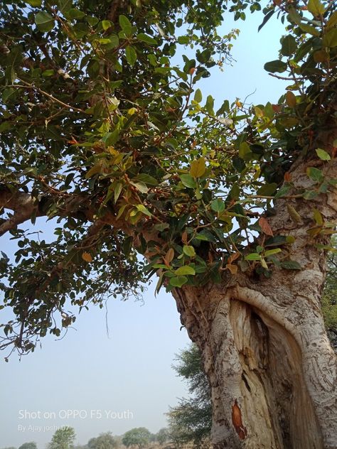 Bargad Tree, Fruit, Plants