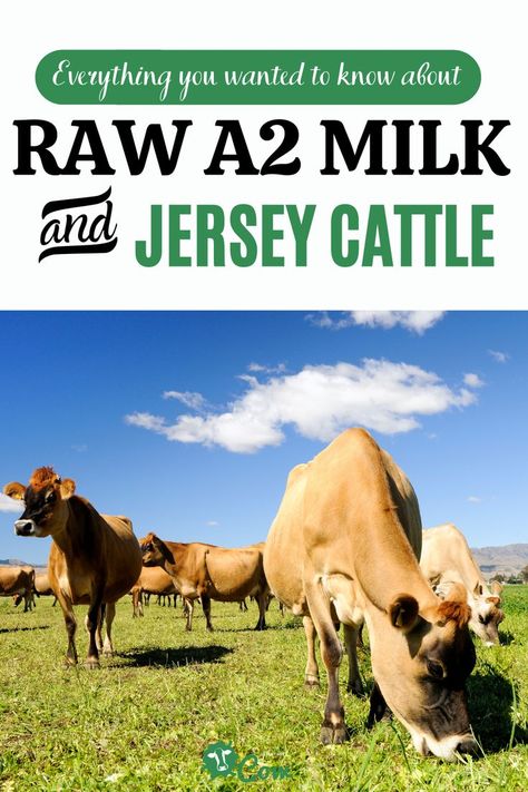 Jersey Milk Cow, Mini Jersey Milk Cow, Mini Jersey Cow, Dairy Cows Holstein, Homestead Management, Milking Cow, Jersey Cattle, Guernsey Cow, Ferdinand The Bulls