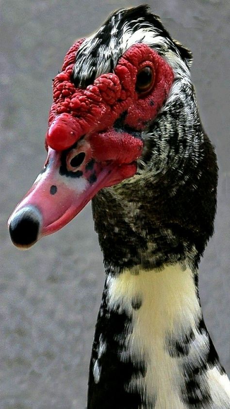 Waterfowl - The colorful Muscovy Duck - photo by Lin Sca Muscovy Ducks, Muscovy Duck, Duck Photo, Duck House, Beautiful Chickens, Duck Art, Quack Quack, Duck Face, Red Face