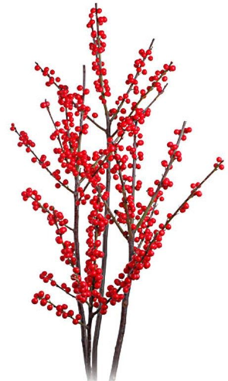 Winterberry Holly - A Great Shrub for Winter Interest | Long Valley, NJ Patch Ilex Berries, Winterberry Holly, Wedding Designers, Flower Types, Flower Varieties, Christmas Berries, Garden Shrubs, Bright Wedding, Small White Flowers