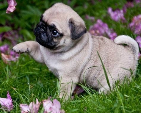 Cute Pug Puppy Fat Pug, Anjing Pug, Pug Gifs, Baby Pug, Puppy Sleeping, Pet Pug, Cute Pug Puppies, Pug Dogs, Baby Pugs