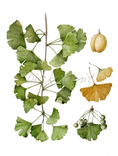 Botanical Sketchbook, Botanical Flowers Print, Temple Gardens, Botanical Floral Art, Gingko Leaves, Transparent Flowers, Botanical Tattoo, Ginkgo Biloba, Ginkgo Leaf