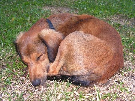 Sleep Curls, Dog Sleeping Positions, Small Terrier, Sleep Positions, Dog Advice, Dog Sleeping, Dog Personality, Aggressive Dog, Sleeping Positions