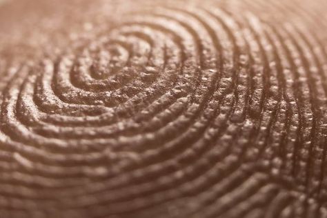 Curious Kids: How do we get our unique fingerprints? #fingerprints #latentprints #forensicscienceacademy #CSI #forensics #Udemy #Eventbrite #forensicscience Decay Art, Curious Kids, Sweat Gland, Layers Of Skin, A Level Art, Primates, Oils For Skin, Fingerprint, Acrylic Nails