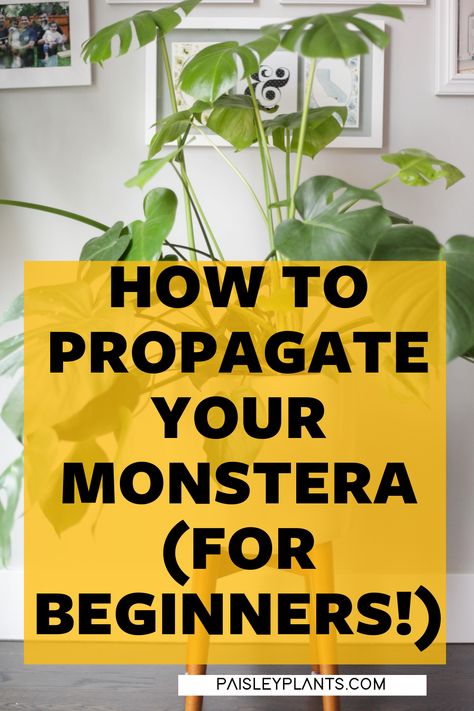 Monteserra Plant Care, Propergate Monstera, Monstera Plant Propagation In Water, Repotting A Monstera Plant, Monstera Care Tips, Propagating Monstera Deliciosa, Propagate Monstera Deliciosa, Monstera Deliciosa Propagation, Monstera Propagation Water