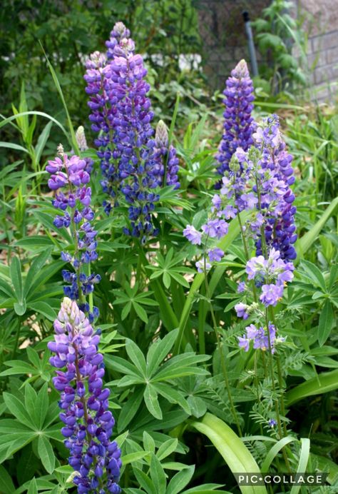 Purple Snapdragon, Purple Perennials, Flower Snap, Snapdragon Flowers, Bridal Shower Flowers, Front Landscaping, Free Photographs, Holding Flowers, Flowers Perennials