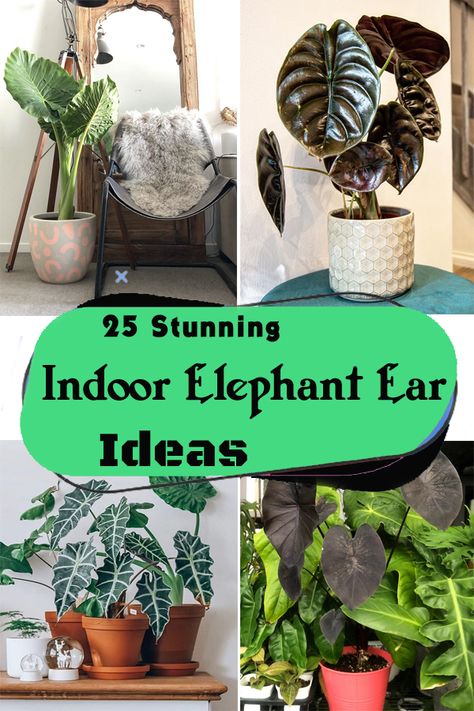 Large foliage plants bring a lovely tropical feel indoors. If you too want to have one in your room, then check out these Indoor Elephant Ear Ideas! Elephant Ears Plants Indoor, Elephant Ear Plant Indoor, Elephant Ears Plants, Large Wooden Mirror, Ear Ideas, Plant Display Ideas, Elephant Ear Plant, Wooden Mirror Frame, Small Glass Jars