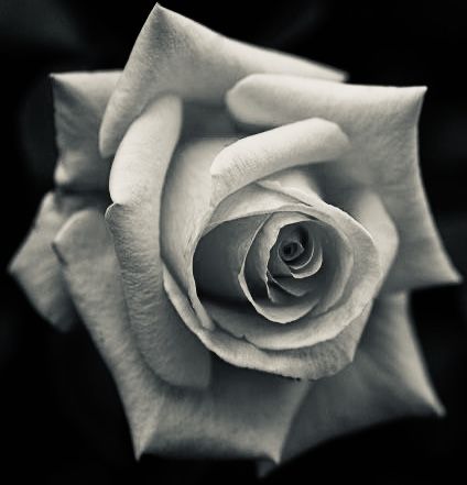 White Rose Tattoo Realistic, Realism Roses Tattoo, Realism Rose Tattoo Black Grey, Rose Reference Black And Grey, Realistic Rose Tattoo, Rose Flower Tattoos, Rose Reference, Rose Flower Photos, Rose Drawing Tattoo