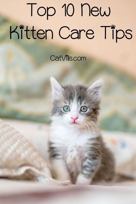 New Kittens Tips, Cat Care Tips Kittens, New Kitten Tips Training, Kitten Care Tips, Kittens Care, Kitten Training, Kitty Care, First Time Cat Owner, Getting A Kitten