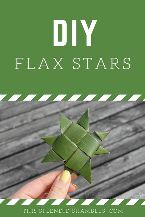 How to make harakeke whetū (flax stars) on This Splendid Shambles. Really easy, kid friendly, craft you can DIY in your own backyard. #diy #flax #crafts #doityourself Polynesian Crafts Diy, Matariki Crafts For Kids, Straw Stars Diy, Straw Stars Paper Craft, Flax Weaving Tutorials, Flax Weaving Maori Patterns, Maori Symbols, Hawaiian Crafts, Flax Weaving