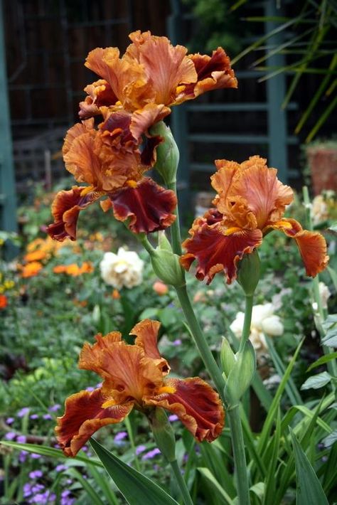 Iris Flowers Garden, Iris Painting, Tall Bearded Iris, Garden Decor Projects, Iris Garden, Brown Flowers, Mediterranean Garden, Bearded Iris, Garden Care