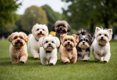 20 Small Dog Breeds That Don't Shed Much: Ideal for Allergy Sufferers and Clean Homes Small Dogs That Dont Shed, Low Shedding Dogs, Dog Breeds That Dont Shed, Blue Great Danes, Irish Water Spaniel, Bouviers Des Flandres, Lagotto Romagnolo, Clean Homes, Kerry Blue Terrier