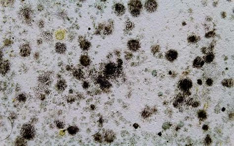 Difference between mold and black mold Mold On Bathroom Ceiling, Clean Black Mold, Mold Prevention, Mold Exposure, Black Mold, Toxic Mold, Mold In Bathroom, Proper Hygiene, Types Of Mold