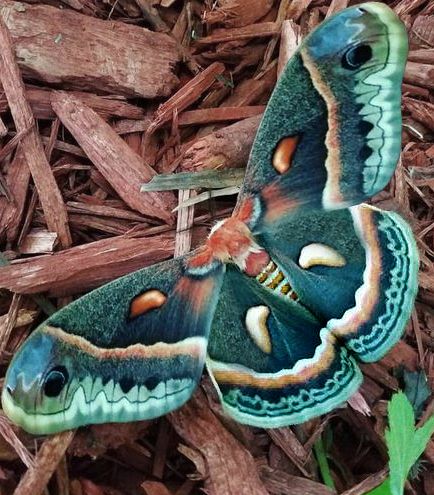 Pretty Moths Aesthetic, Pretty Moths Real, Cool Bugs Insects, Moth Reference Photo, Rare Moths, Moth Types, Moth Tattoo Color, Cool Moths, Moth Pretty