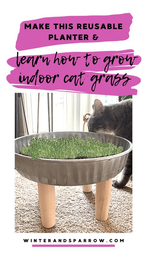 Grass For Cats, Cat Grass Indoor, Indoor Cat Garden, Cat Spirit Animal, Cat Patio, Diy Cat Tree, Cat Wall Furniture, Cat Grass, Cat Plants