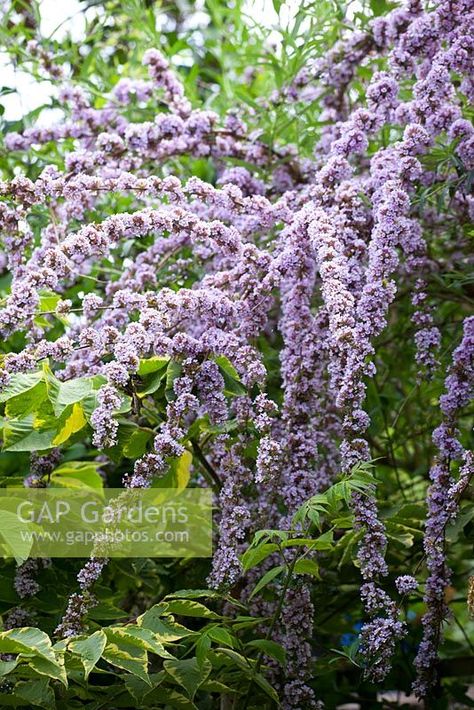 Buddleja Alternifolia, Butterfly Bush, Plant Photography, Hedges, Garden Plants, Gap, Seeds, Stock Photos, Plants