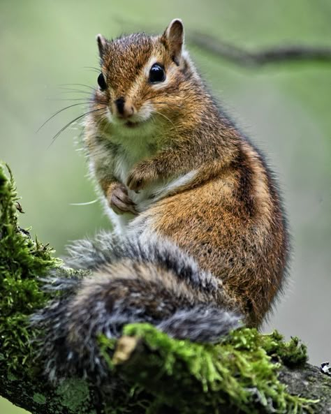 Chipmunk Aesthetic, Chipmunk Photography, Chipmunk Photo, Chipmunk Cute, Eastern Chipmunk, Wild Animals Pictures, Animal Study, Forest Animal, Woodland Creatures